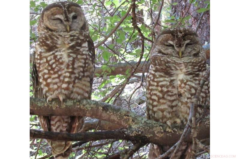 Spotted Owls and Forest Management: A Mutual Benefit via Remote Sensing