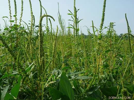 Weed Control at a Tipping Point: What Farmers Need to Know
