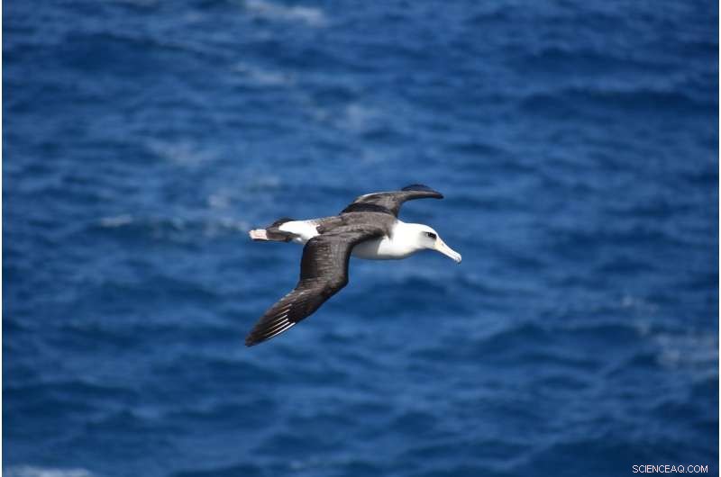 Albatross Diet Unveiled: Fecal DNA Reveals Heavy Reliance on Fishery Discards