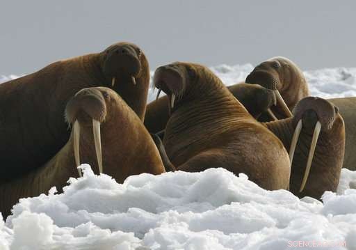 Federal Government Declares Pacific Walrus Not Threatened Under Species Protection Laws
