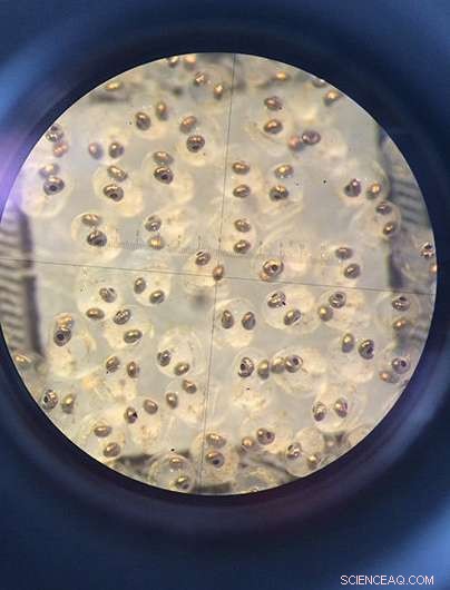 Female Fish Prefer Singing Males: New Study Reveals Acoustic Preferences