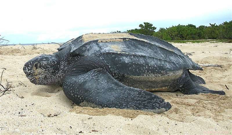 New Study Reveals Climate Factors Impact Leatherback Sea Turtle Hatchlings, Yet Key Answers Remain Elusive