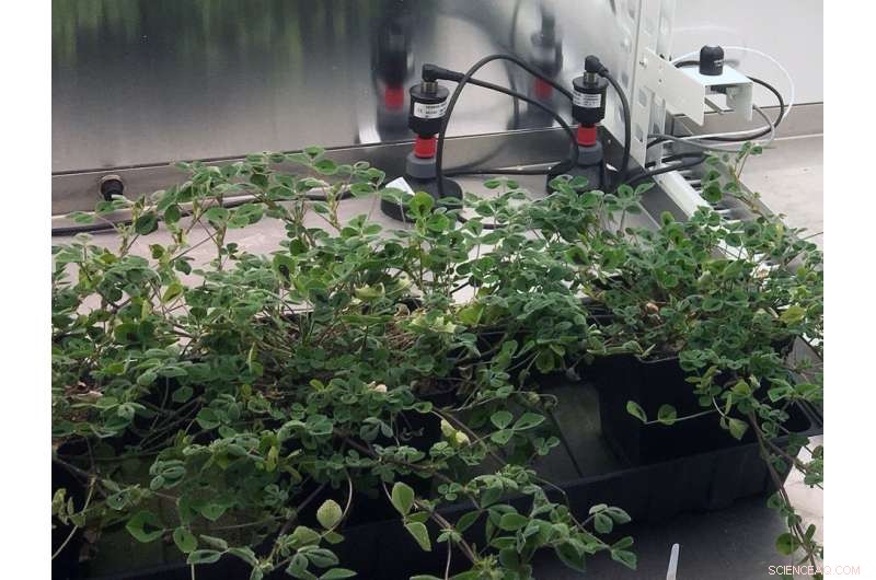 How Mycorrhizal Symbiosis Enhances Plant Disease Tolerance and Growth