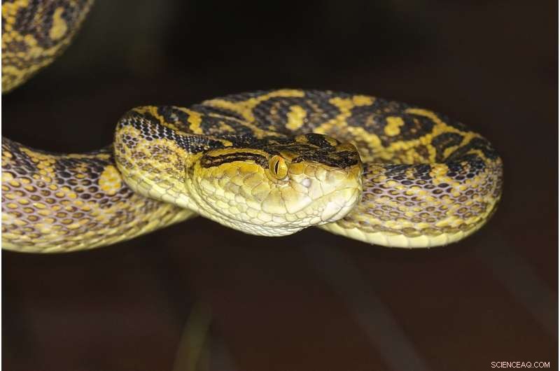 New Okinawan Pit Viper Genome Sheds Light on Snake Venom Evolution