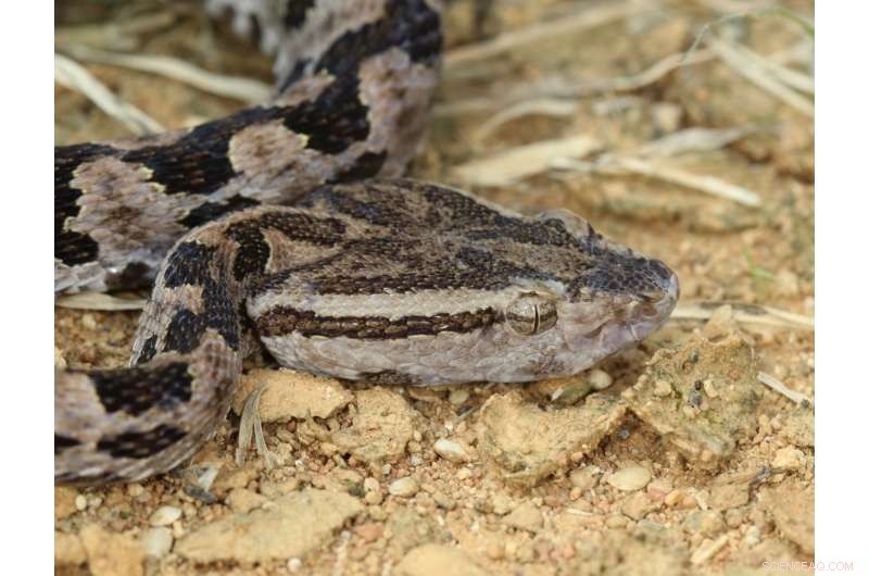 New Okinawan Pit Viper Genome Sheds Light on Snake Venom Evolution