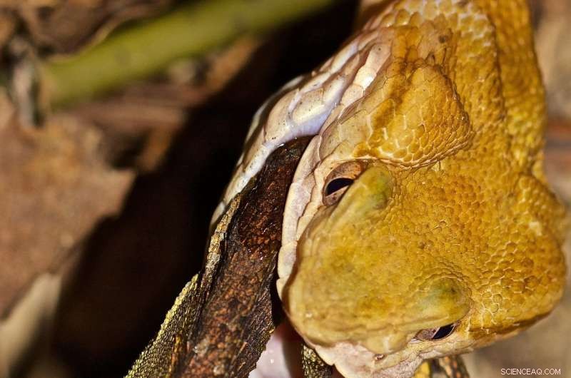 New Okinawan Pit Viper Genome Sheds Light on Snake Venom Evolution