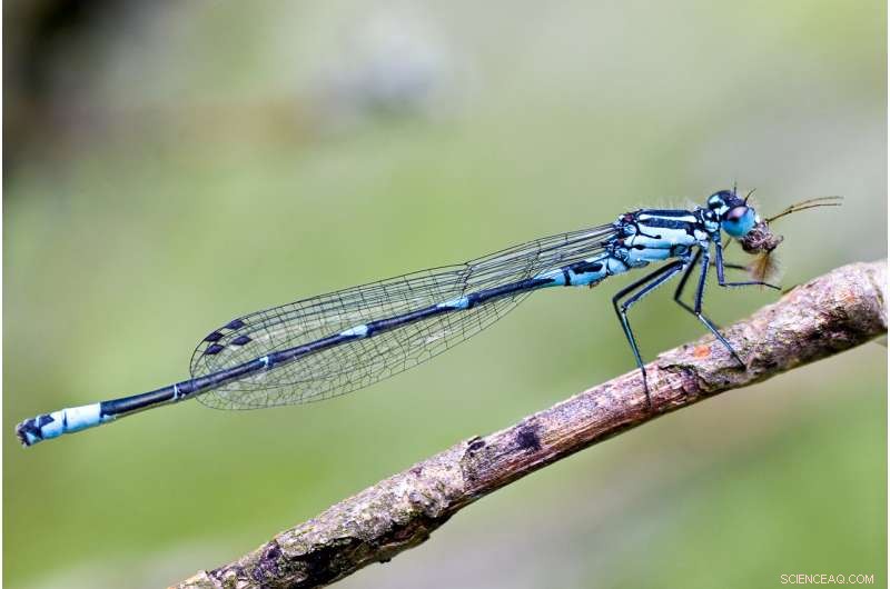 Scientists Identify Prey Choices of Dragonflies and Damselflies