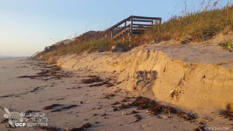 Hurricane Devastates Thousands of Sea Turtle Nests: Erosion Exposes and Dislodges Eggs