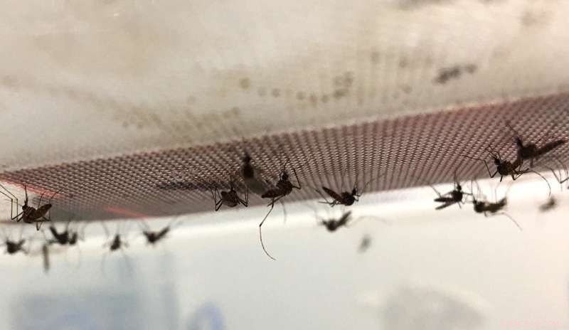 Yale Researchers Reveal How Temperature Shapes Dengue Risk as Mosquitoes Spread