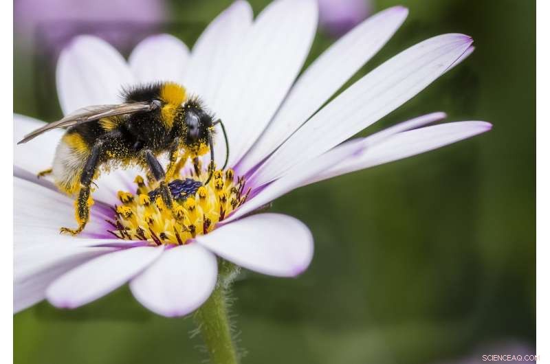 Bumblebee Brain Insights Reveal Clues About Human Intelligence & Memory