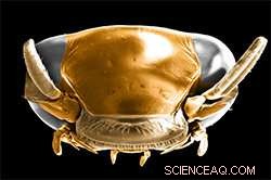 Madagascar’s Ancient Whirligig Beetle: 206‑Million‑Year‑Old Lineage Revealed