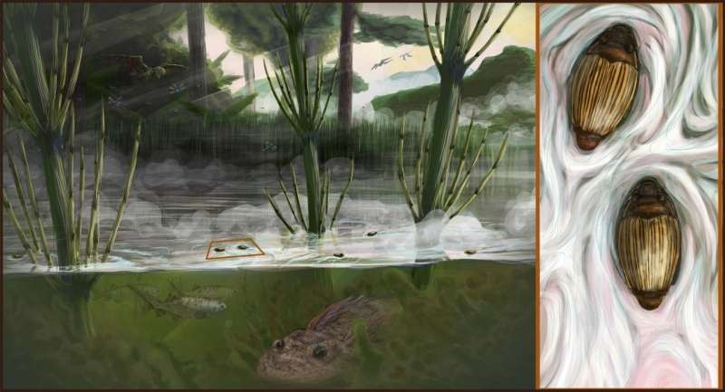 Madagascar’s Ancient Whirligig Beetle: 206‑Million‑Year‑Old Lineage Revealed