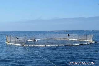 Open Ocean Aquaculture: A Climate‑Resilient Solution for Growing Populations