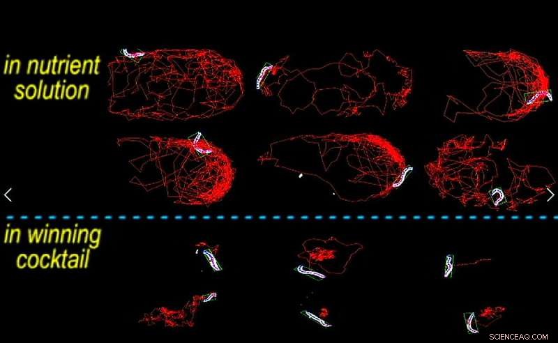 Engineered Drug Combination Cuts Parasitic Worms – Researchers Showcase Innovative Control Strategy