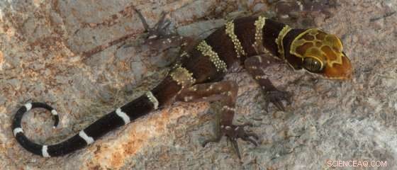 Myanmar Uncovers 15 New Gecko Species in Rapid Karst Exploration