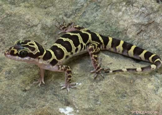 Myanmar Uncovers 15 New Gecko Species in Rapid Karst Exploration