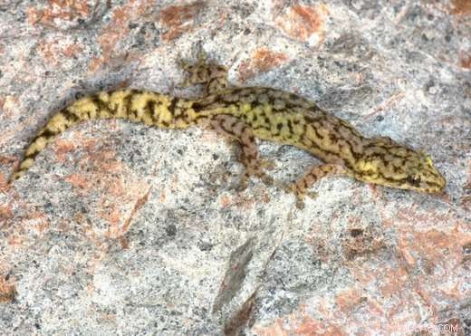 Myanmar Uncovers 15 New Gecko Species in Rapid Karst Exploration