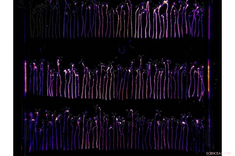 Mapping Bacterial Genes Essential for Plant Colonization by Beneficial Microbes