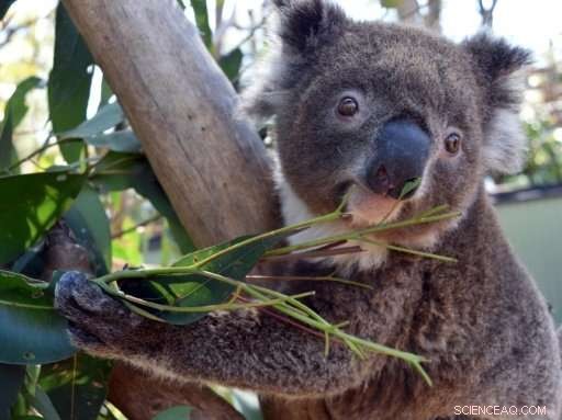 Koala Rescued After Zoo Escape During Mating Season
