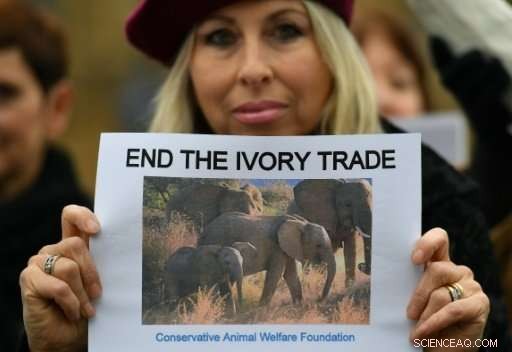 UK Introduces Near-Total Ban on Antique Ivory Trade