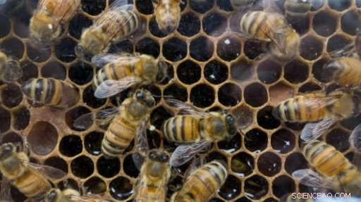 Study Finds 75% of Global Honey Contaminated with Bee-Disrupting Pesticides