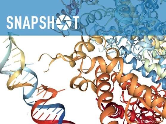 Broad Institute Unveils CRISPR Tool for Precise RNA Targeting in Mammalian Cells