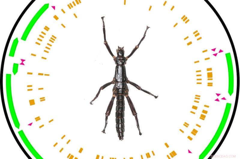 From Extinction to Survival: The Remarkable Comeback of Lord Howe Island Stick Insects