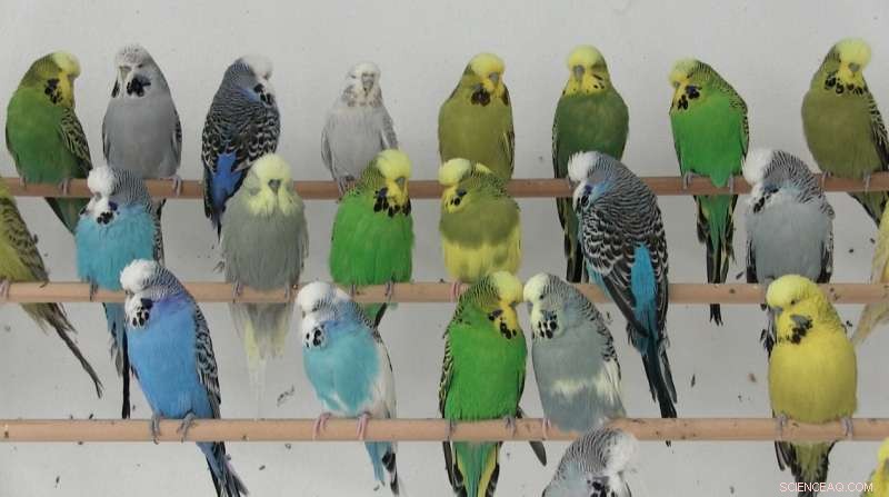 The Science Behind Green Plumage: How Yellow and Blue Pigments Combine in Parrots