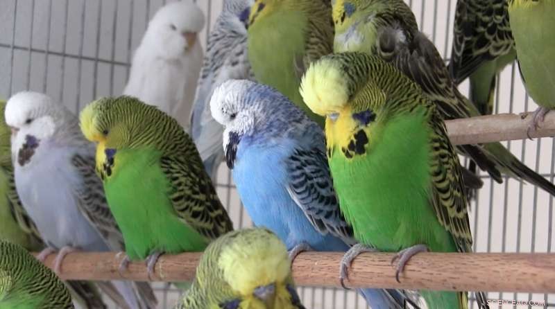 The Science Behind Green Plumage: How Yellow and Blue Pigments Combine in Parrots