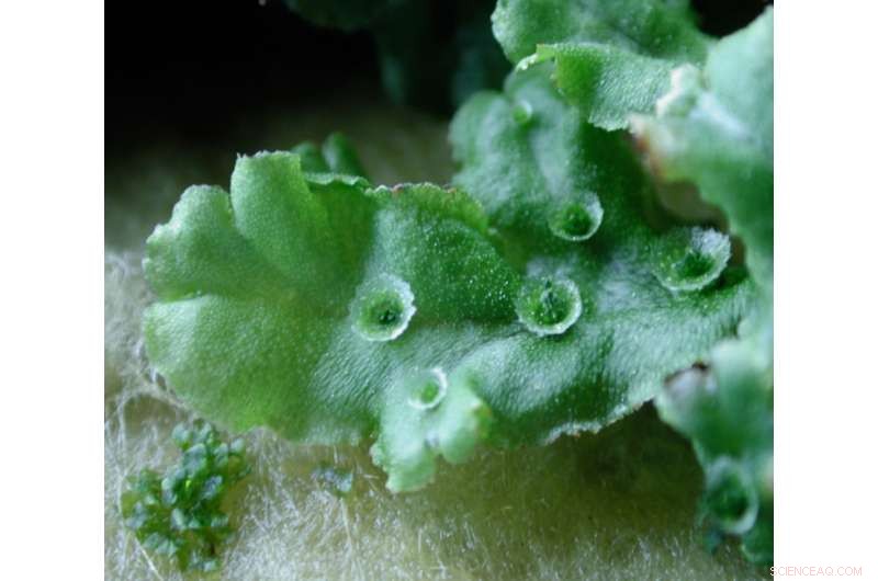 Genomic Insights into Early Plants Uncover How They Thrived on Land