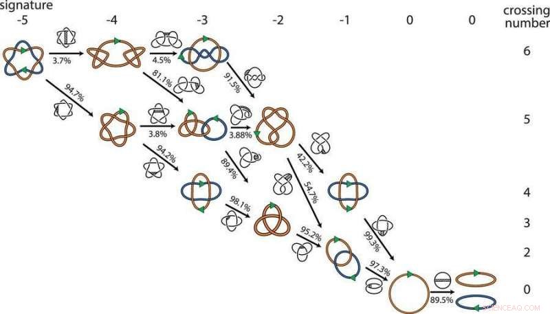 Untangling DNA: The Topology Behind Bacterial Cell Division