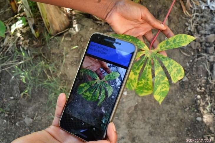 AI-Powered Mobile App Detects Crop Diseases On‑Site, Notifies Rural Farmers