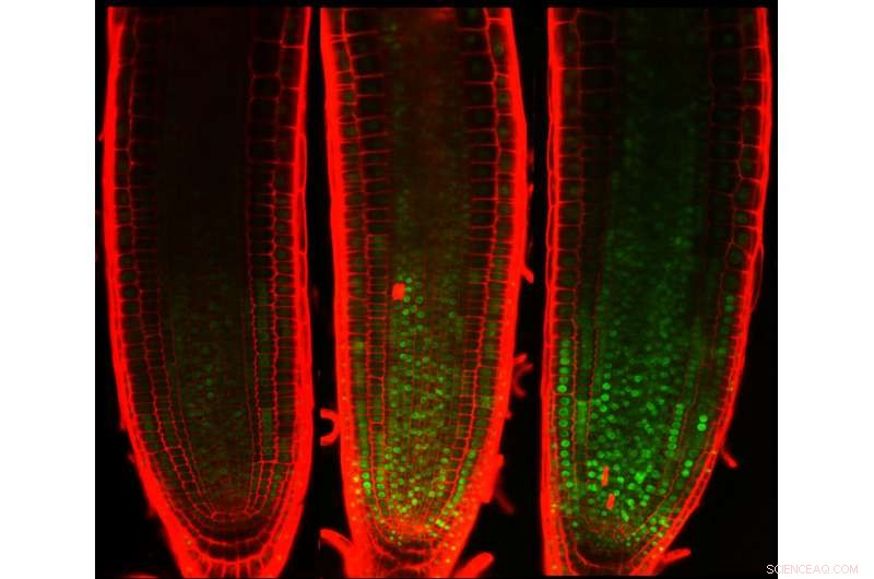 Plants Withstand DNA Damage but Cease Cell Division