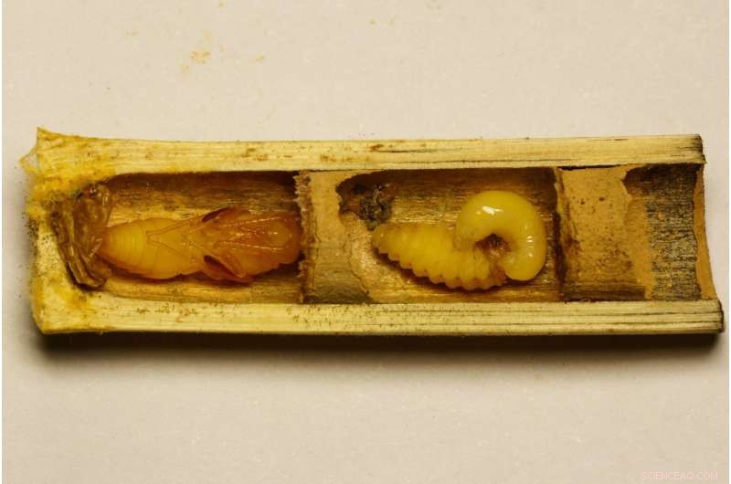 Forecasting Insect Feeding Preferences Following Deforestation: Insights and Implications