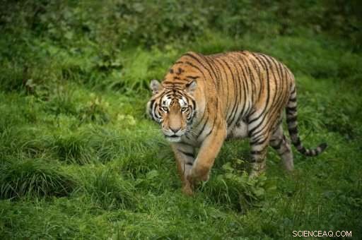 From Poacher to Protector: China’s Mission to Save Siberian Tigers