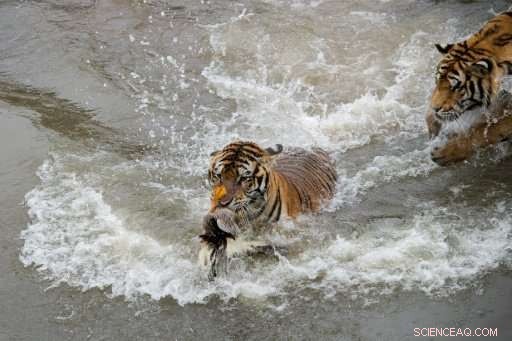 From Poacher to Protector: China’s Mission to Save Siberian Tigers