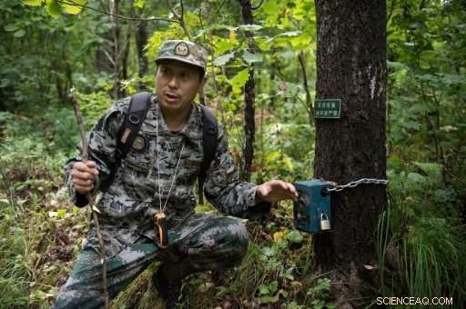 From Poacher to Protector: China’s Mission to Save Siberian Tigers
