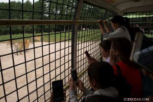 From Poacher to Protector: China’s Mission to Save Siberian Tigers