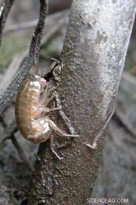 New Study Reveals Orange-Exoskeleton Amphipods Acting as Predatory Zombies