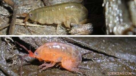 New Study Reveals Orange-Exoskeleton Amphipods Acting as Predatory Zombies