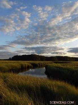 New Study Reveals Orange-Exoskeleton Amphipods Acting as Predatory Zombies