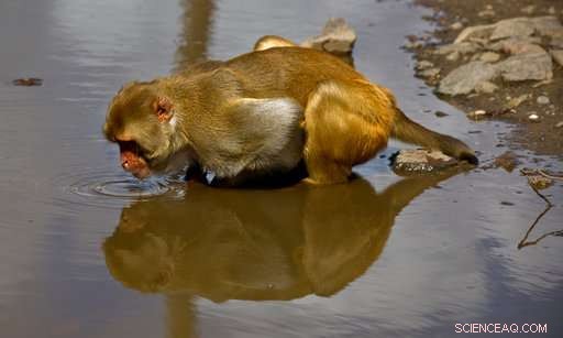 Hurricane Maria Devastates Puerto Rico’s Renowned Monkey Island Research Facility