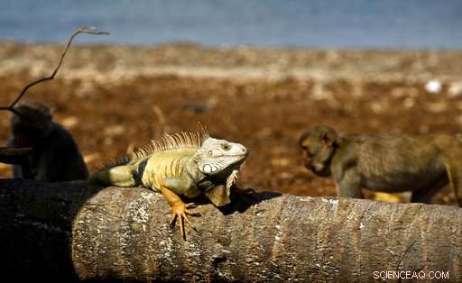 Hurricane Maria Devastates Puerto Rico’s Renowned Monkey Island Research Facility