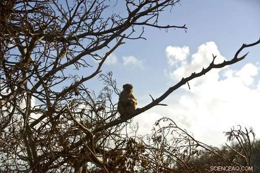 Hurricane Maria Devastates Puerto Rico’s Renowned Monkey Island Research Facility