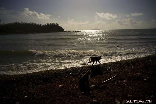Hurricane Maria Devastates Puerto Rico’s Renowned Monkey Island Research Facility