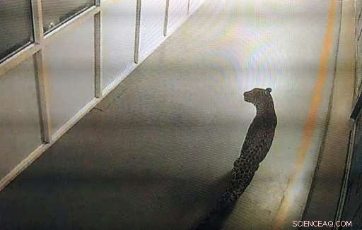 Leopard Trapped After 36 Hours of Stalking Inside India s Largest Car Factory