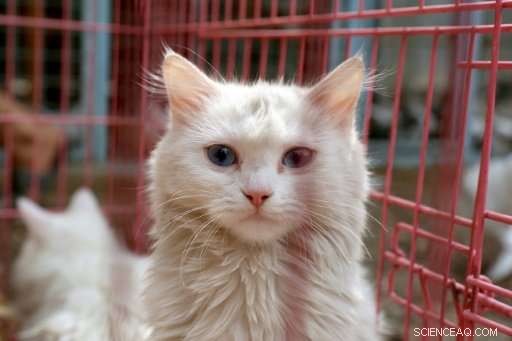 Iraqi Pet Lovers Mobilize Online to Rescue Baghdad s Stray Animals