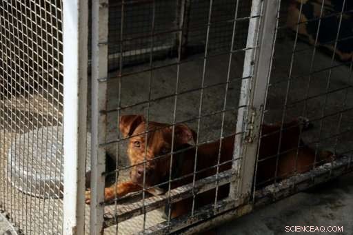 Iraqi Pet Lovers Mobilize Online to Rescue Baghdad s Stray Animals