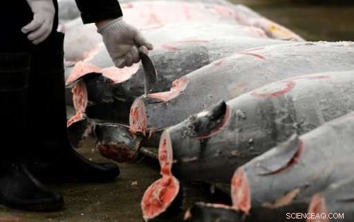 Scientists Warn Expanded Bluefin Tuna Quotas Threaten Species Recovery