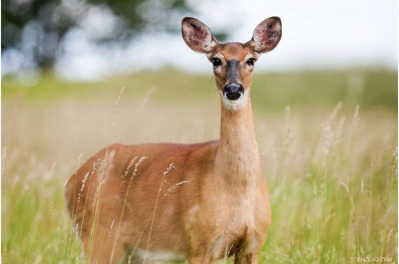 White‑Tailed Deer Prefer Native Plants, Causing Long‑Term Forest Damage